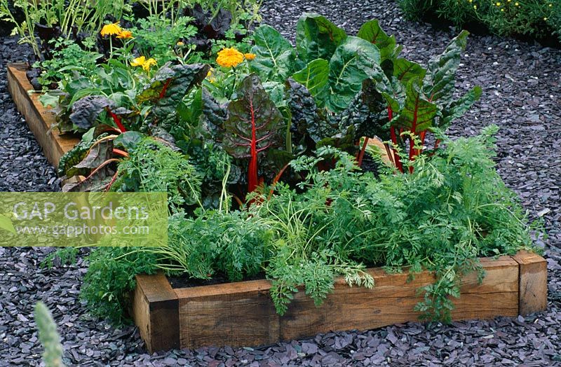 Raised vegetable bed with chard - Beta vulgaris 'Bright Lights', carrots 'Feria' and Calendula