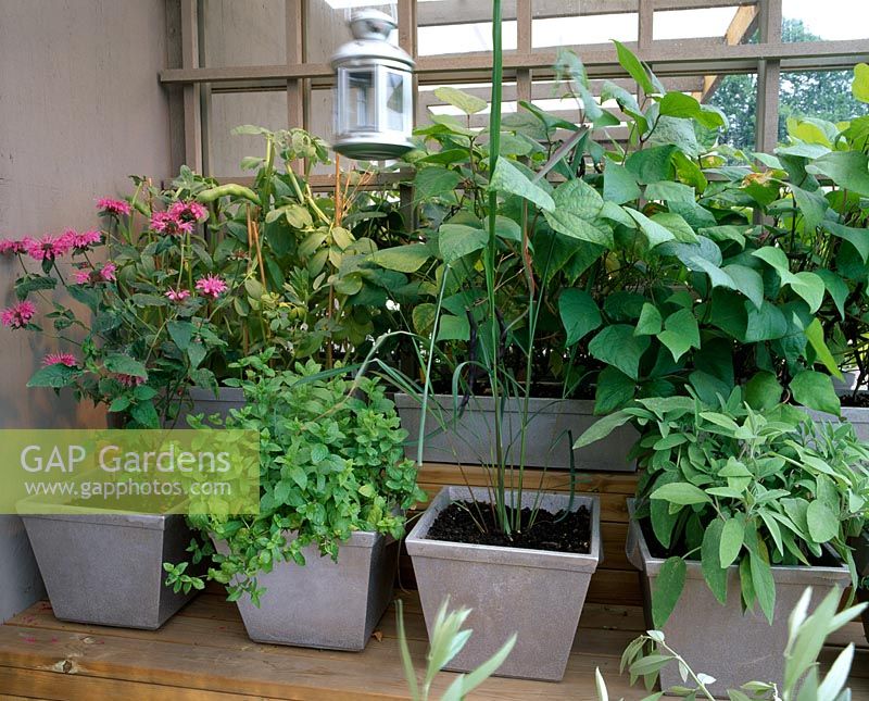 City roof terrace garden with Monarda, Phaseolus vulgaris 'Purple Duke', Salvia and Mentha in metal pots 