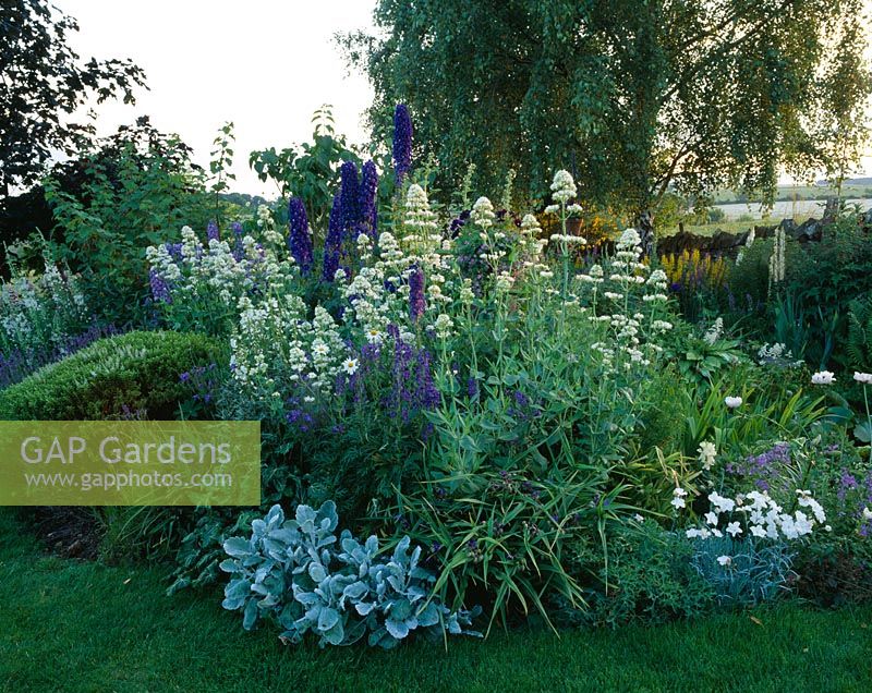 White and Blue themed border with Centranthus, Delphiniums, Epilobium and Hebe rakiensis