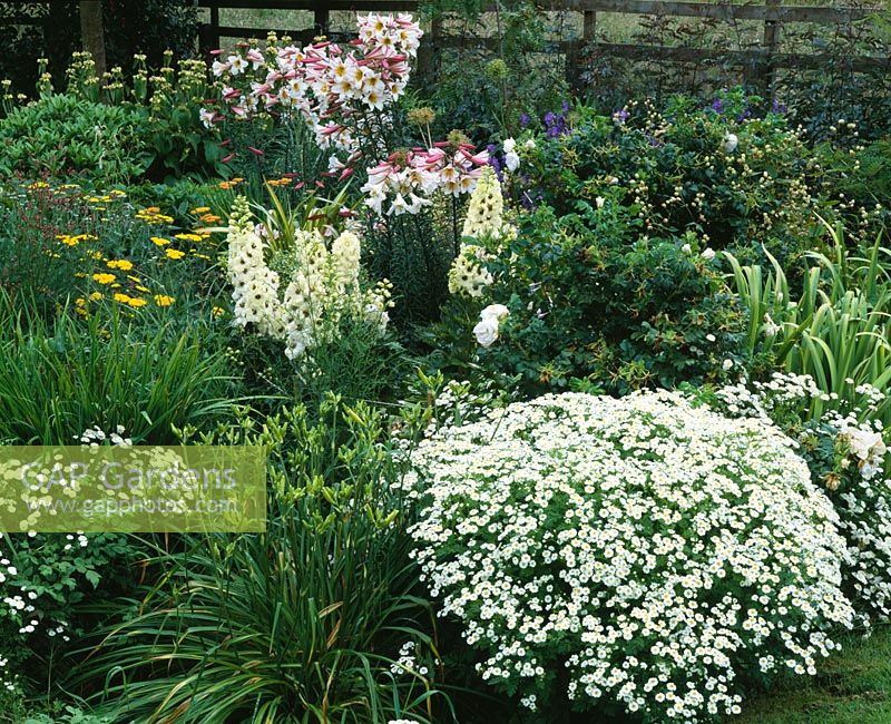 Chartreuse border in summer with Lilium regale, Delphiniums and Tanacetum