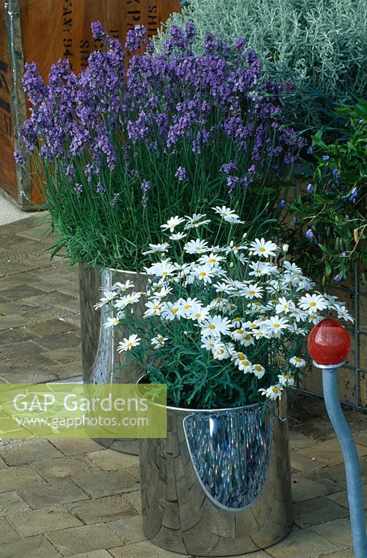 Marguerites and Lavandula in galvanised metal containers with mirrored reflections - Tatton Park 2002