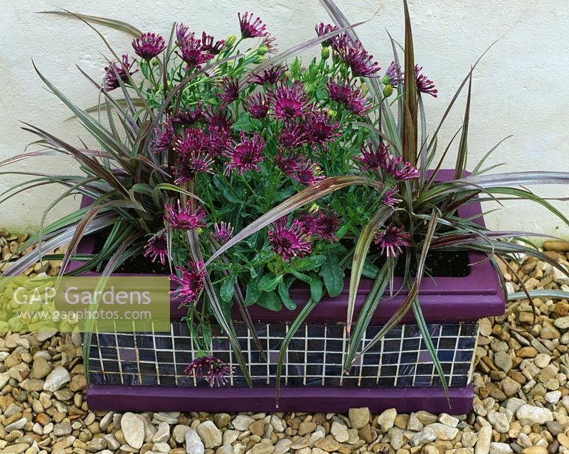 Purple mosaic container planted with Osteospermum 'Nasinga Purple' and Astelia 'Westland'
