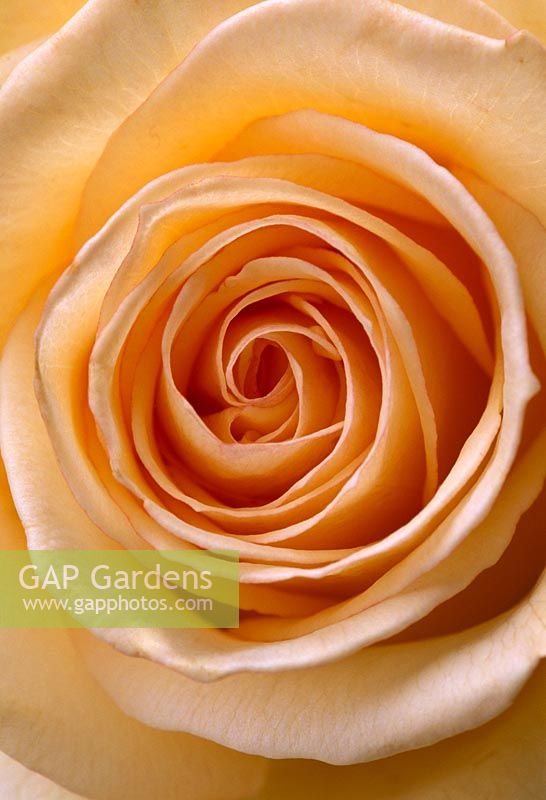 Apricot Rose close-up