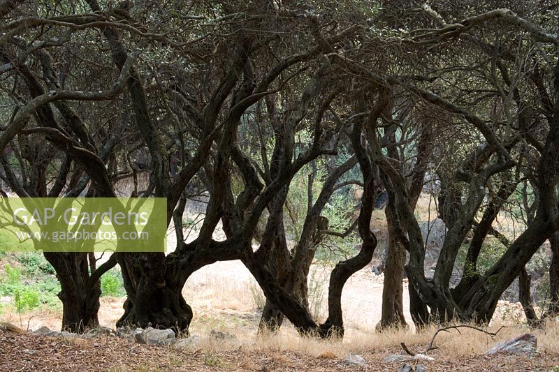 Olea europaea - Olive groves Corfu 
