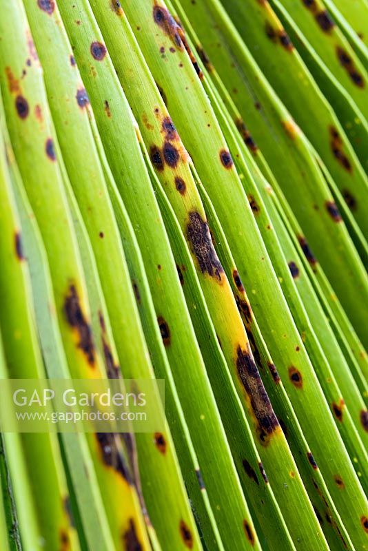Fungal leaf spot on Trachycarpus fortunei - chusan palm leaf - closeup of leaf spots with associated chlorosis of leaf

 