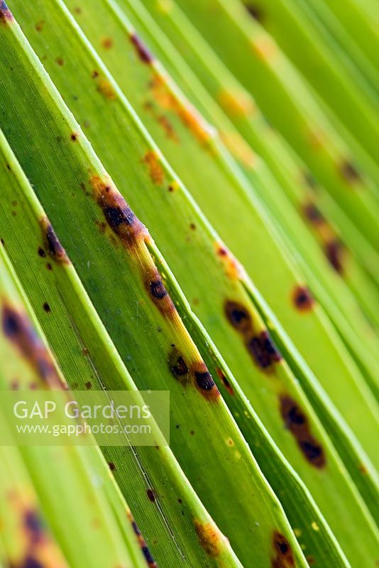 Fungal leaf spot on Trachycarpus fortunei - chusan palm leaf - closeup of leaf spots with associated chlorosis of leaf 
