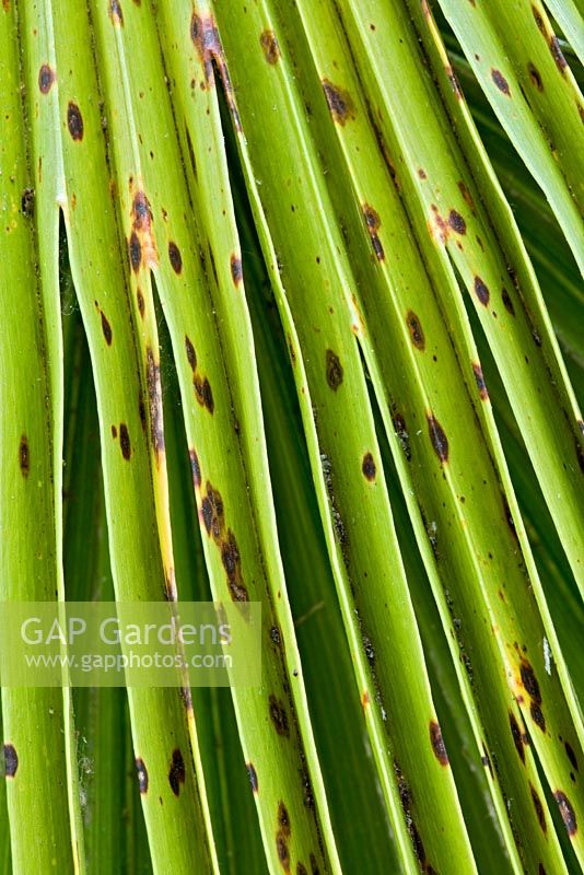 Fungal leaf spot on Trachycarpus fortunei - chusan palm leaf - closeup of leaf spots with associated chlorosis of leaf 