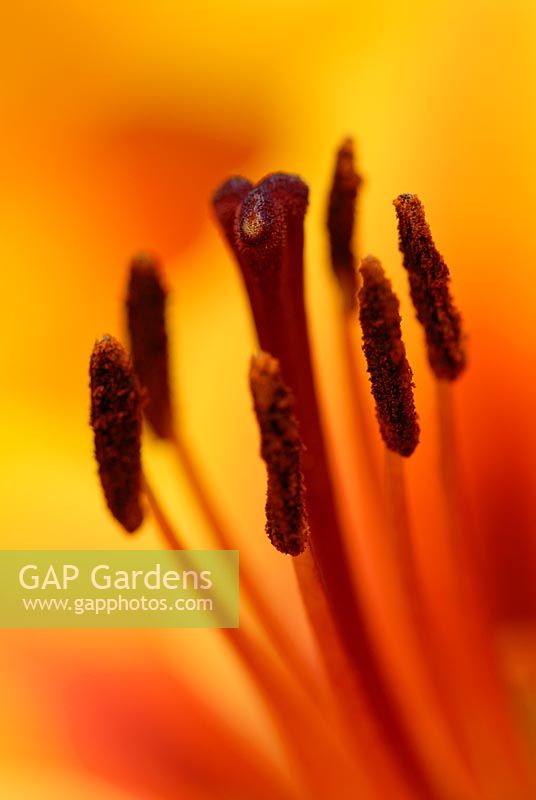 Lily stamens and stylus, extreme close-up
