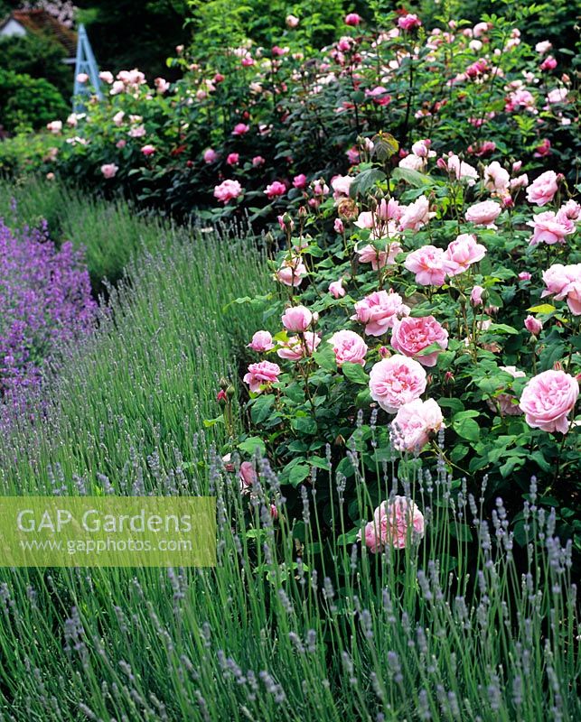 Rose 'Cottage Rose' and Lavender - Lavandula 