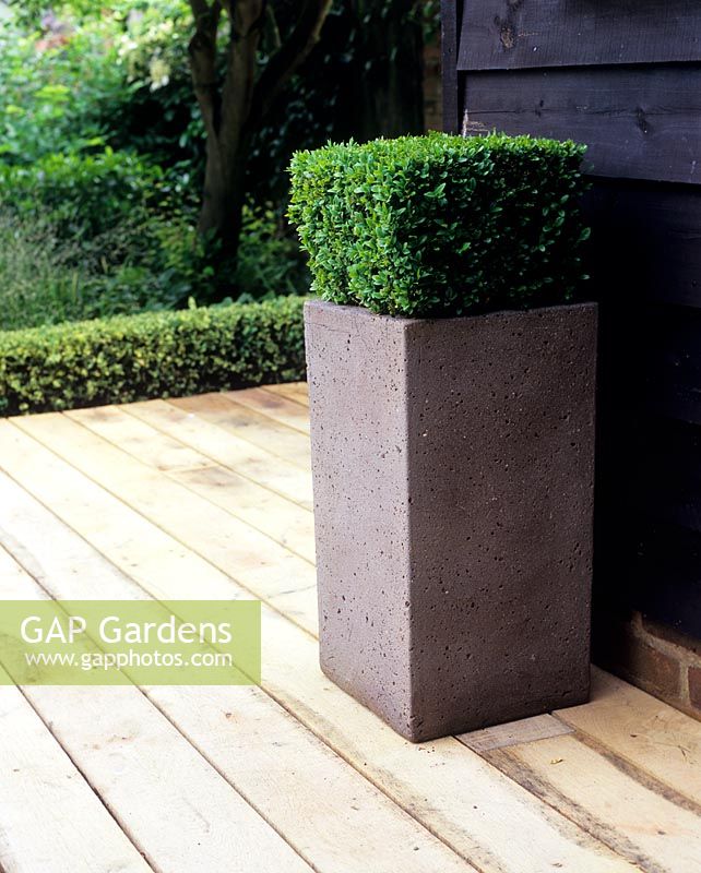 Tall square pot of topiary Buxus - Box