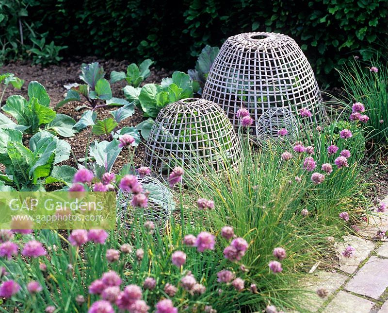 Vegetable garden with woven timber cloches and Allium schoenoprasum - Chives