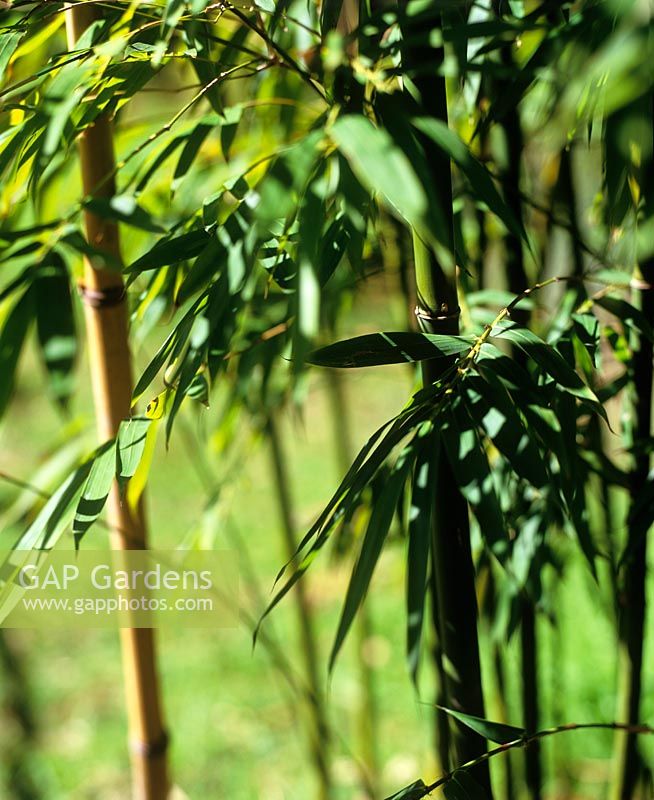 Slender weavers bamboo