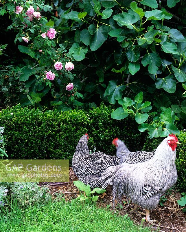 Three chickens by Buxus hedge and Ficus -fig tree