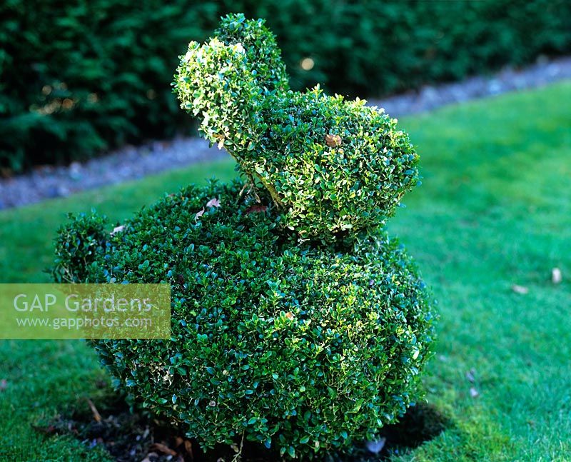Topiary rabbit