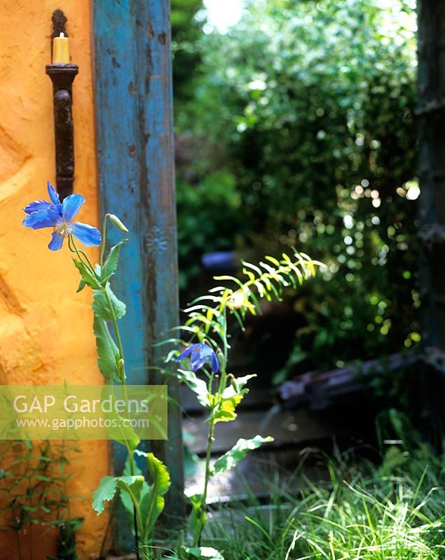 Painted wall with blue timber, view through to garden path, Meconopsis in foreground 