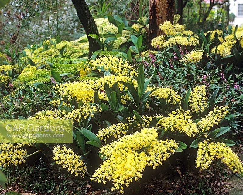 Thelychiton speciosum - yellow Australian orchids