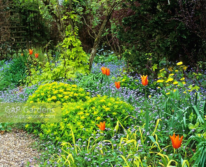 Spring border with Tulipa 'Ballerina' underplanted with Myosotis - Forget-me-nots and Euphorbia