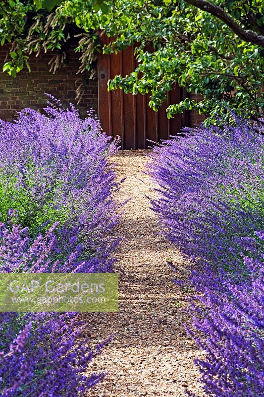 Path edged with Nepeta - Catmint at   Chenies Manor gardens in June 