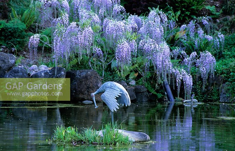 Wisteria sinensis with stork statue on small island in pond at Hakone in Saratoga. California, US
