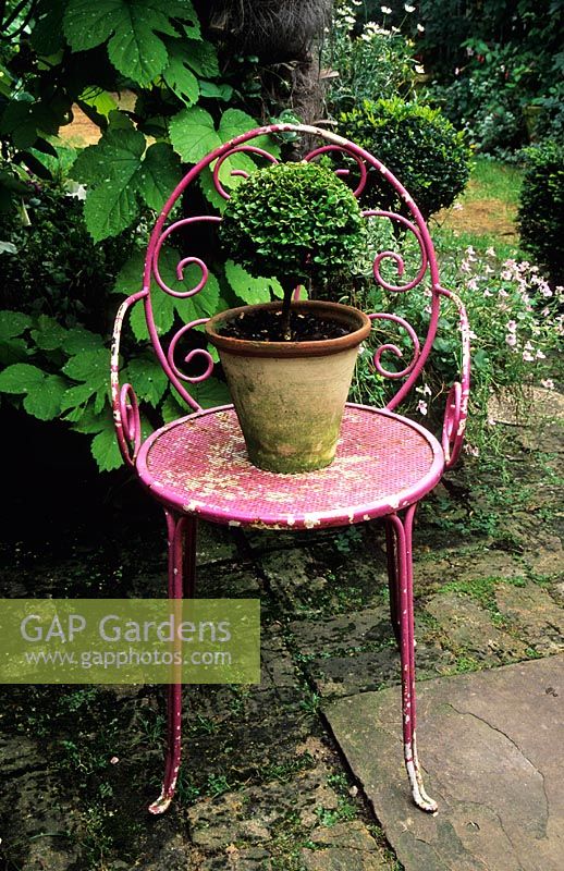 Painted chair with Buxus - Boxwood topiary in pot