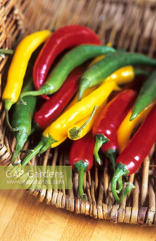Chilli peppers - Capsicum annuum in basket