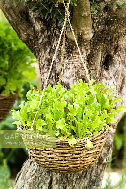 Hanging basket with lettuce leaves  - Hampton Court Show, 2007, 'The Torres Tapas Garden'  
