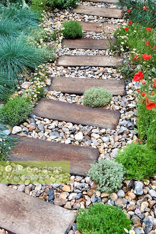 A driftwood path leading to door with Papaver rhoeas, Thymus, Erigeron and Festuca glauca