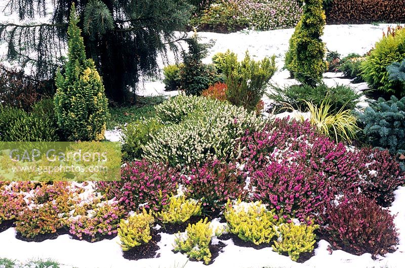 Dry garden in Winter Garden with Snow, Erica - Heathers and dwarf conifers
