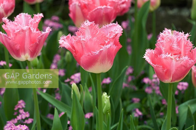 Tulipa - Bloms 'Fancy Frills'