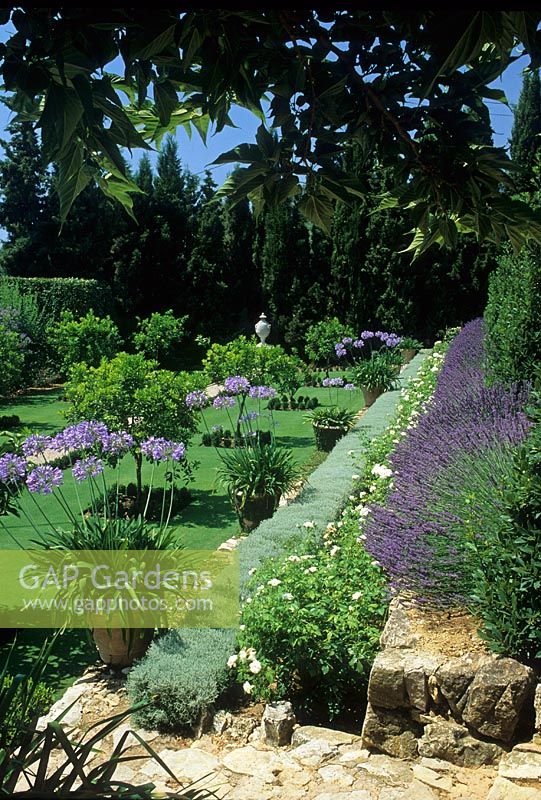 Terraced mediterranean garden with Lavender, Santolina and white Roses planted in raised beds. Agapanthus in pots and standard trees planted in lawn.
