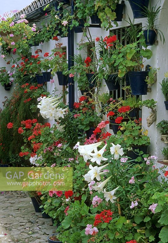 Display of containers planted with  Pelargonium and white Lilium longiflorum. Cordoba in Spain 