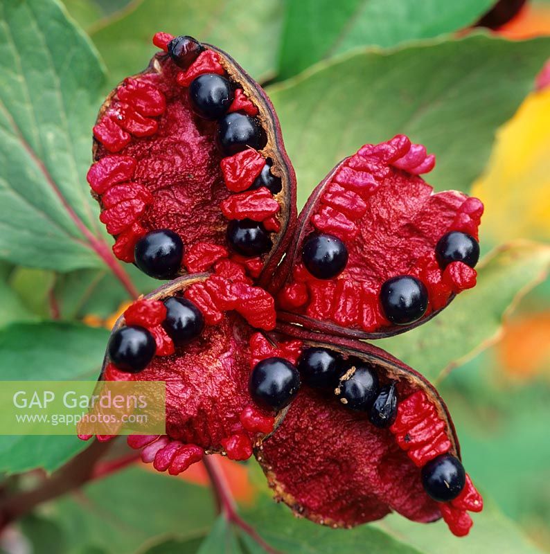 Paeonia cambessedesii AGM - opened seed pods revealing the black fruits