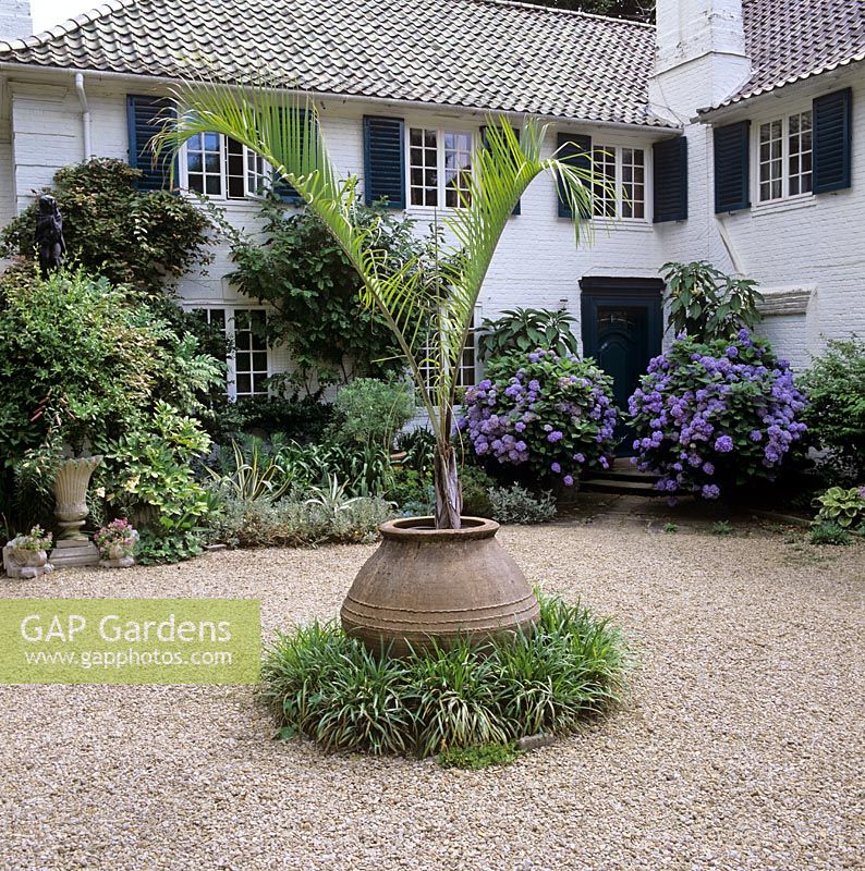 Neodypsis Decaryi - container grown palm in courtyard garden - Osler Road, Oxford