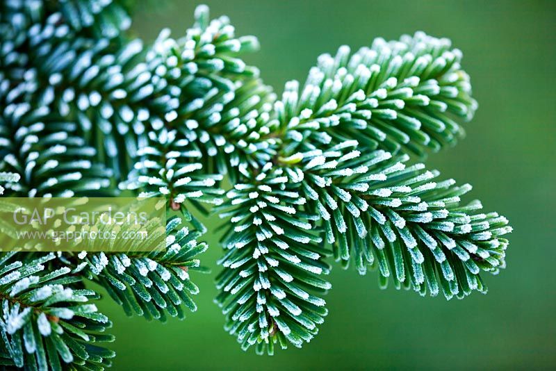 Abies amabilis - Silver Fir with frost