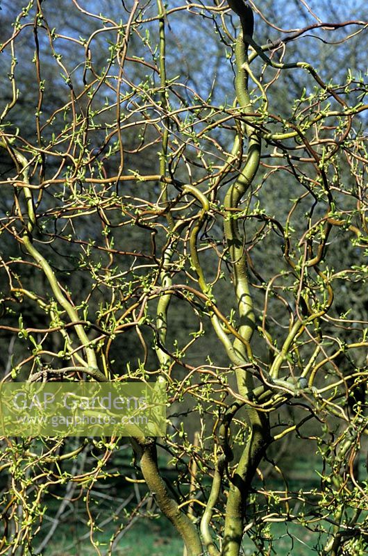 Salix matsudana 'Tortuosa' - Corkscrew Willow 