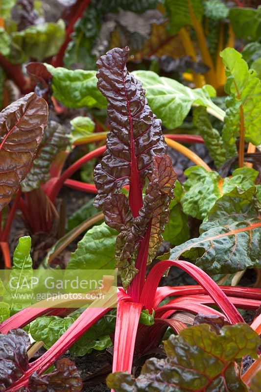 Beta vulgaris - Deatail of bright leaves and stems of Swiss Rainbow Chard