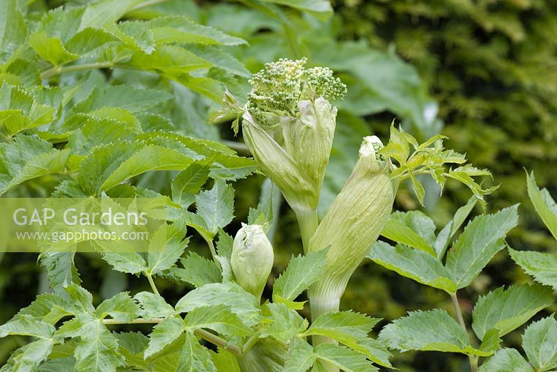 Angelica archangelica - New emerging flower 