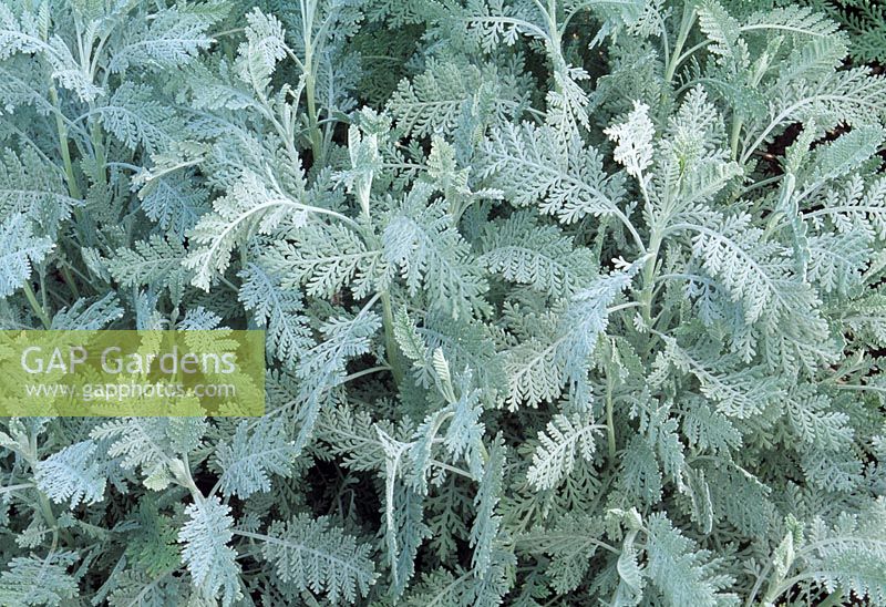 Tanacetum ptarmiciflorum 'Silver Feather'