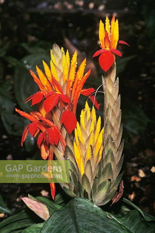 Aphelandra aurantiaca - house plant