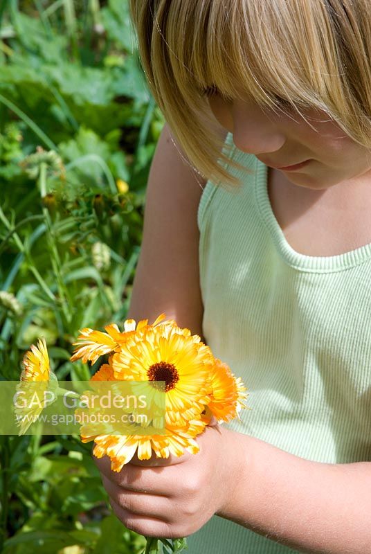 Young girl holding bunch of Calendula officinalis - Marigolds in hands 