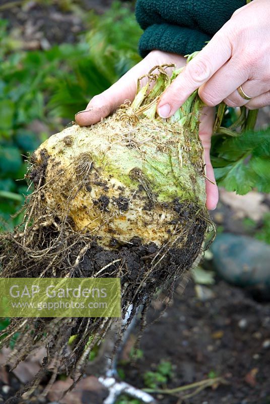 Hand holding freshly dug celeriac - Apium graveolens from soil in winter 