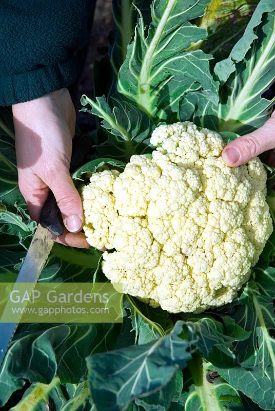 Cauliflower 'Aalsmeer' - Brassica oleracea var botrytis 'Aalsmeer' being held ready to be cut in winter by gardener