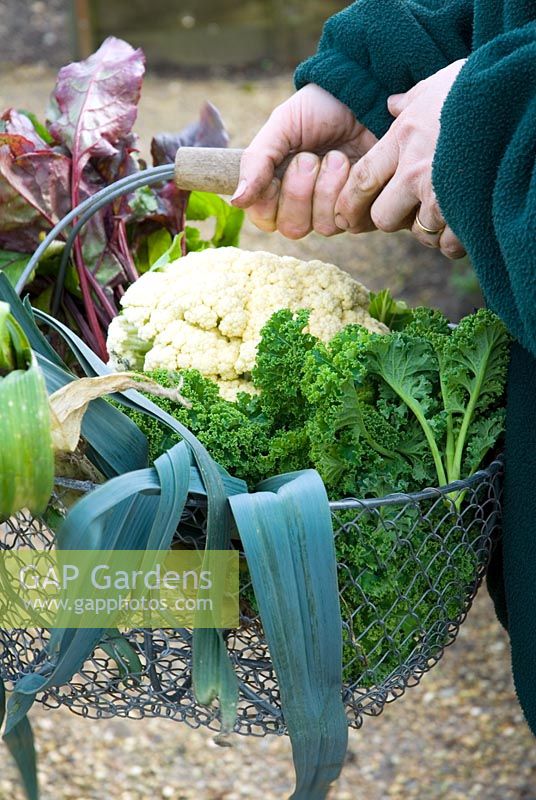 Woman gardener holding basket of freshly picked winter vegetables - Kale, Leeks, Cauliflower