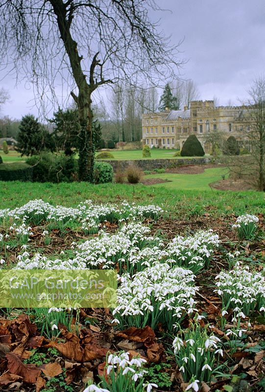 Galanthus at Forde Abbey, Dorset