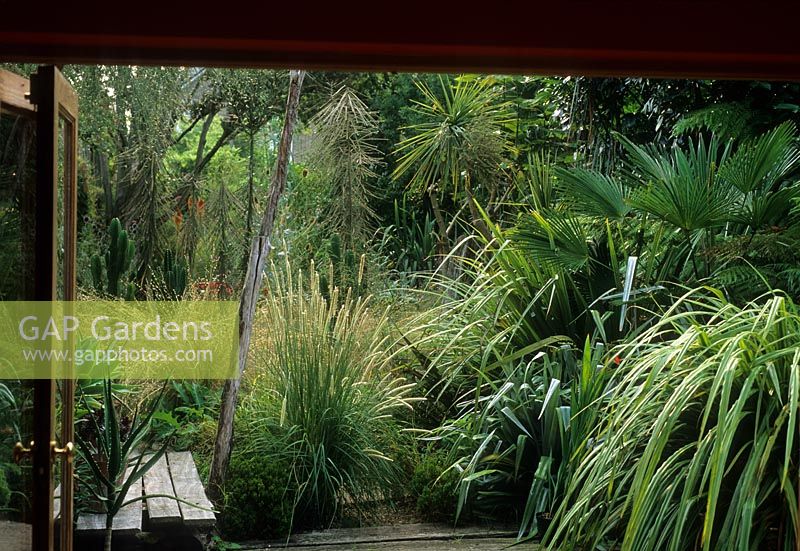View of naturalistic small town back garden from house with patio area, Phormium, Tetrapanax ferox and Palm - London