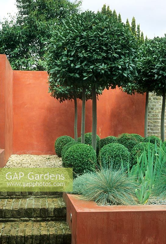 Contemporary, small well designed garden with Laurus nobilis - Standard Bay trees underplanted with Buxus spheres in gravel - Twickenham