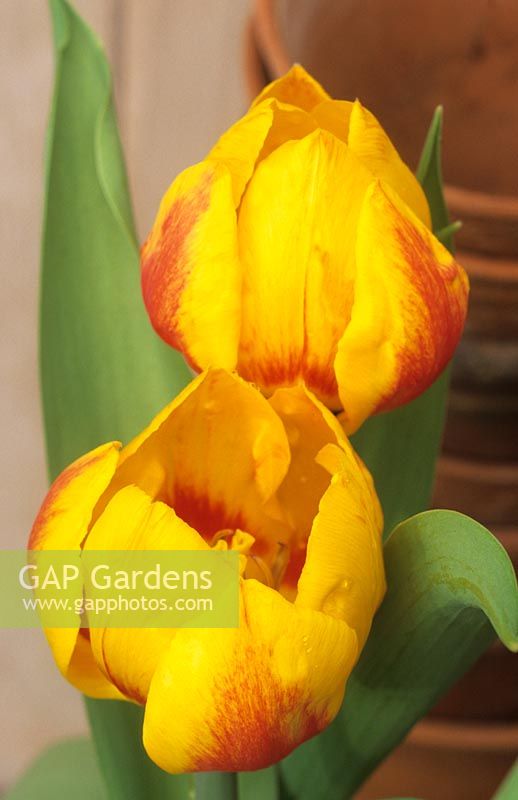 Tulipa 'Flair' - dwarf tulip 