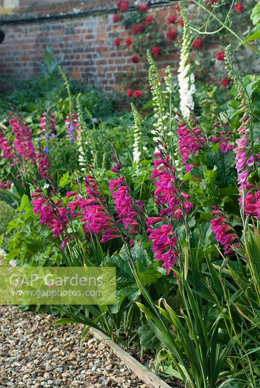 Gladiolus communis subsp. byzantinus in border with white Digitalis - Foxgloves in May at Madingley Hall, Cambridge