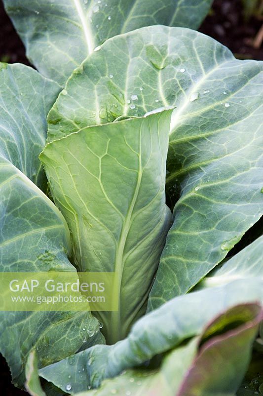 Pointed Cabbage 'Greyhound' in July