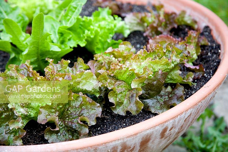 Salad - Greno... stock photo by Lynn Keddie, Image: 0071978